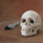 Skull w/ Light Kit